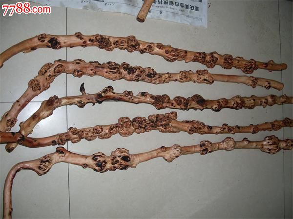 云南黑果树黑果树小石积瘤手杖拐杖天然拐杖树瘤拐杖--精品满瘤型粗_其他木艺品_开远市兴东根艺厂【中国收藏热线】