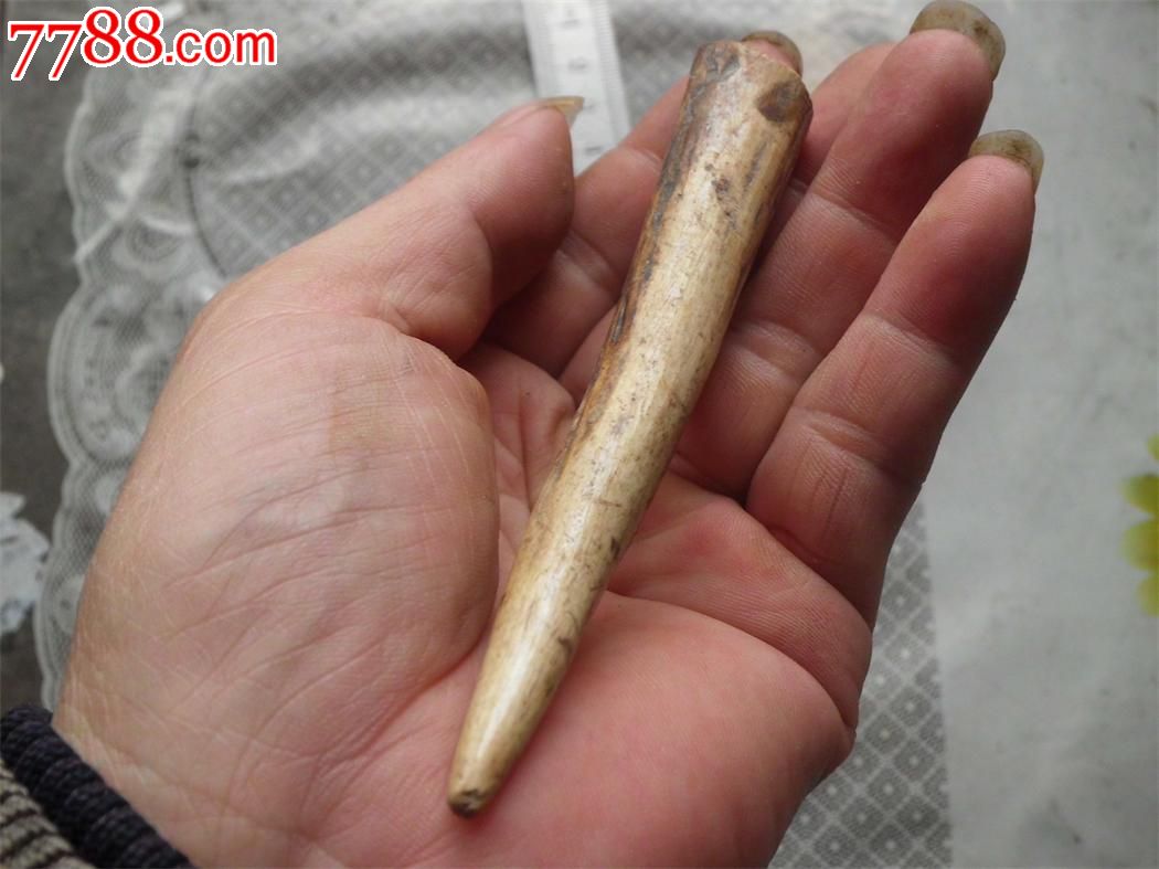 一个老野山羊角