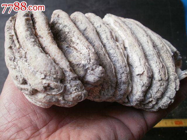 恐龙牙化石-价格:1000元-se23215383-动植物化