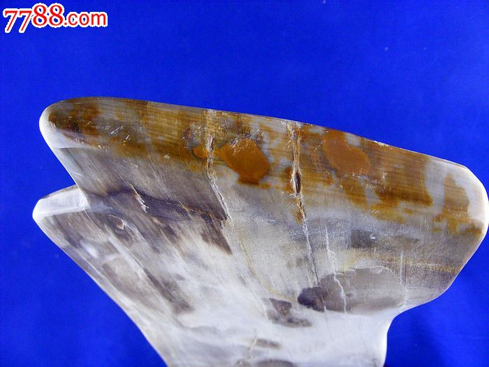 辽西朝阳特产天然古生物树化玉木化石树化石硅