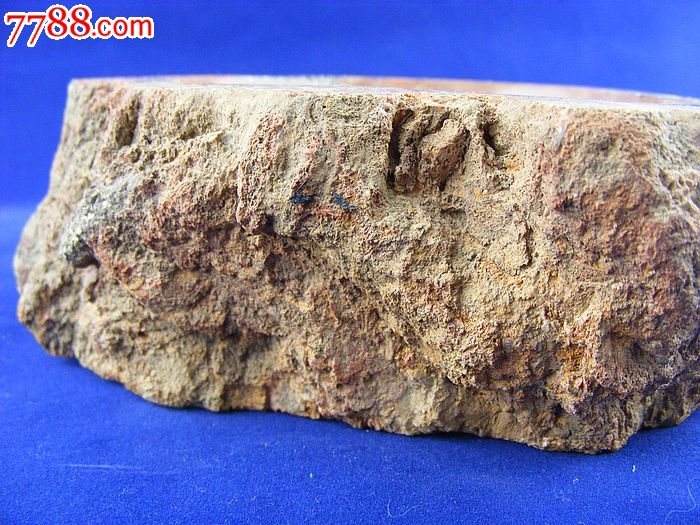 辽西朝阳特产天然古生物树化玉木化石树化石硅化木奇石观赏石15