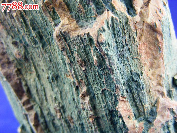 辽西朝阳特产天然古生物树化玉木化石树化石硅