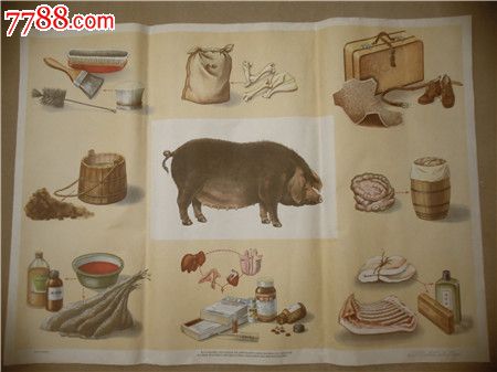 年画26,全开、猪的全身都是宝、少见,年画\/宣传