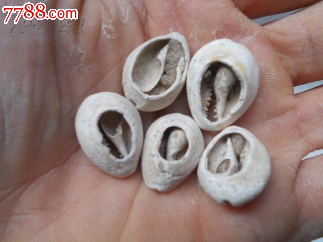 3000多年夏商周时期的老古董贝币5个图片