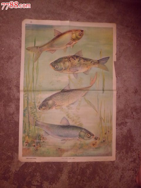 我国淡水养殖的主要鱼类_教学挂图_城南小栈