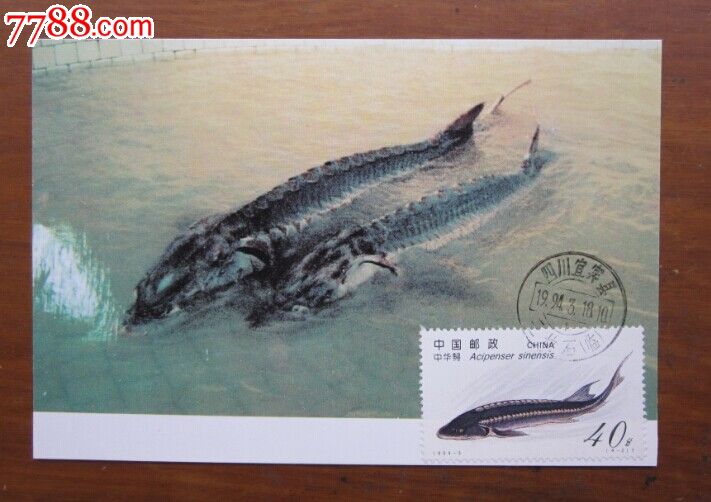 中华鲟极限片