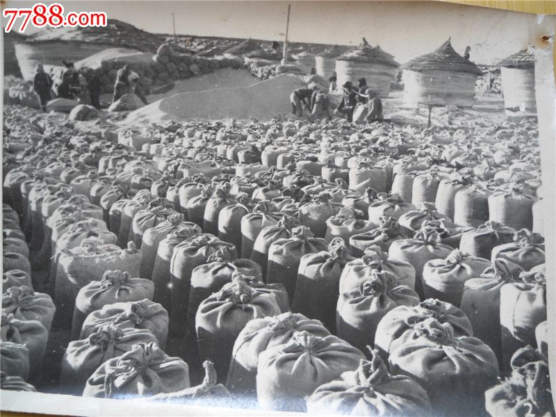 六十年代生产队粮食检斤入库的照片