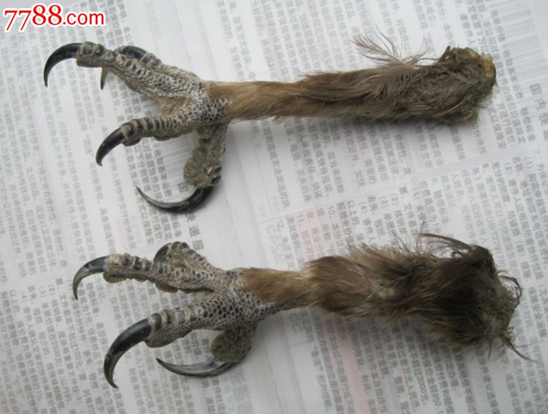 一对爪子_七七八八牙骨角皮