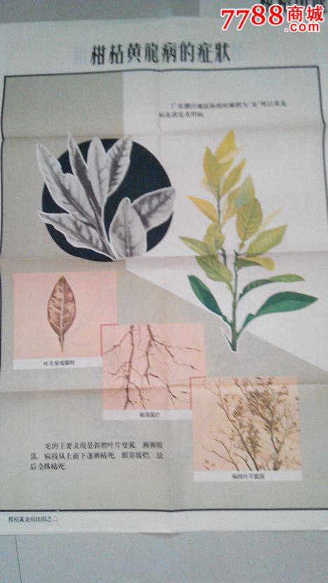 柑桔黄龙病~中国植物保护学会主编,年画\/宣传