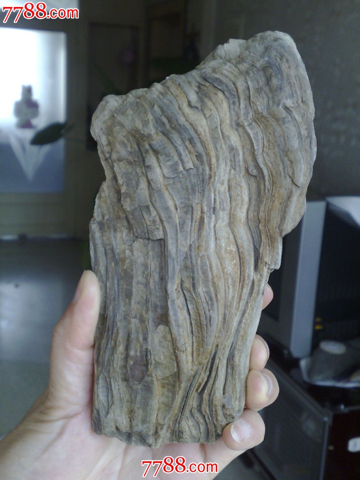 亿万年植物舍利木化石自然摆件