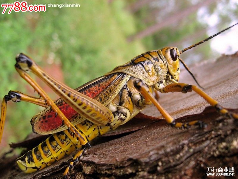 ■奇石,大自然的鬼斧神工●叶子上的雏蝗虫●