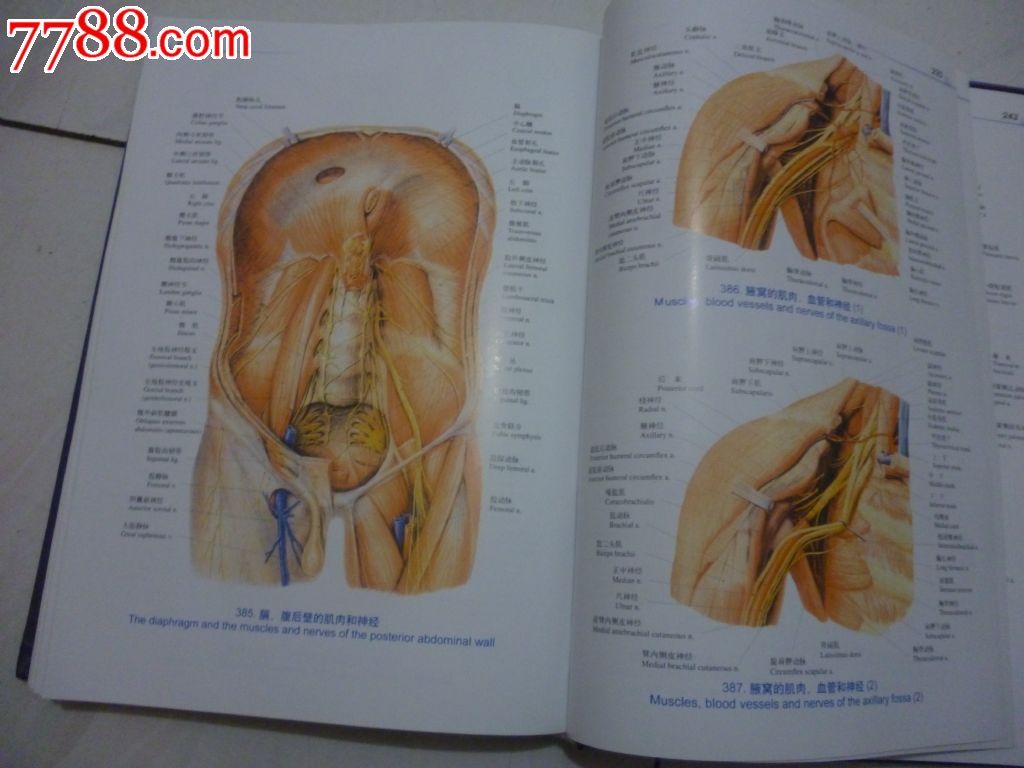 人体解剖彩色图谱