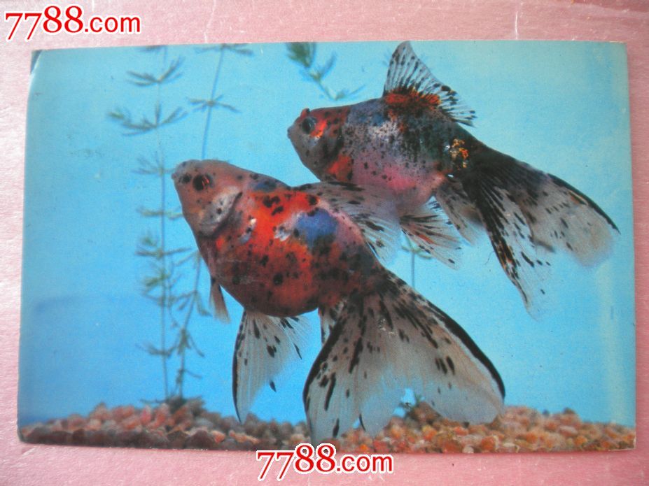 五花文鱼_明信片\/邮资片_凯乐藏苑【中国收藏热线】