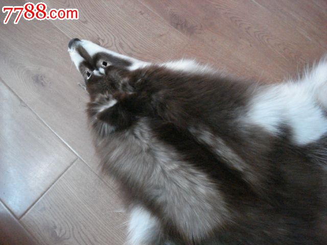 阿斯达梨伽【狗皮】