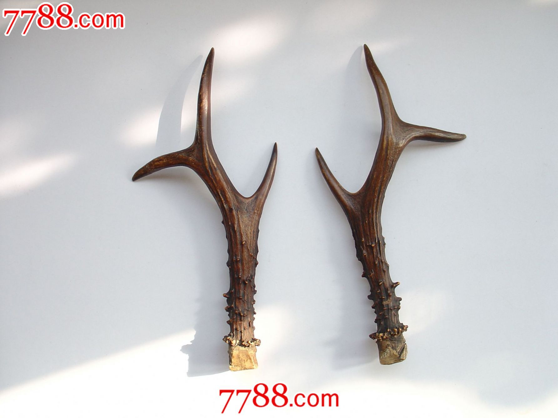 老刀架用鹿角-se25479770-7788其他
