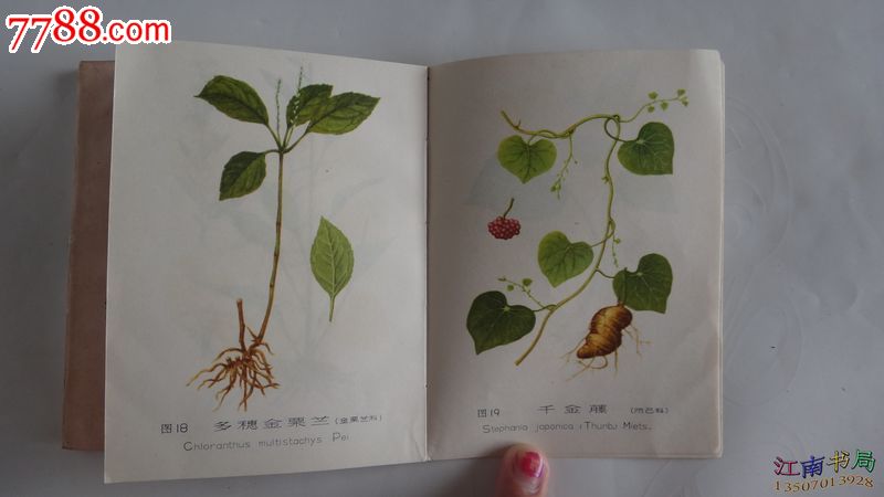 婺源常用蛇药(两本合售)25-医书\/药书--se18533388-零售-七七八八旧书网