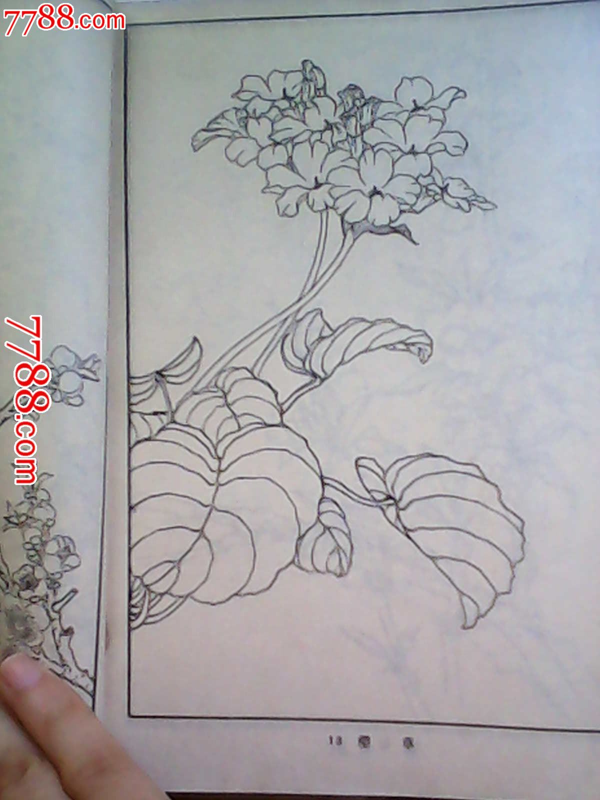 白描花卉-价格:8元-se18923415-素描/速写画册-零售-7788收藏__中国
