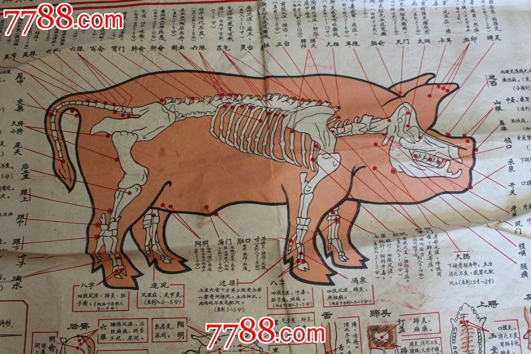 文革猪针灸穴位图-价格:150元-se22917131-教学挂图-零售-中国收藏热线