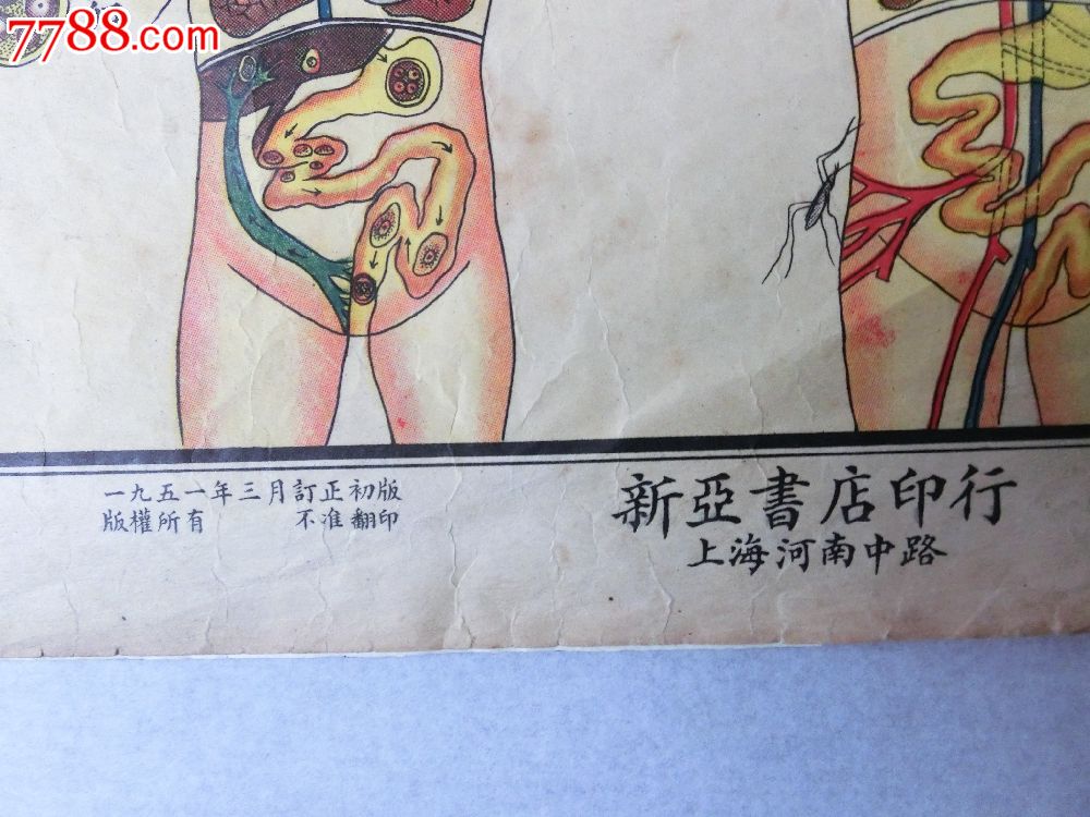 生理卫生挂图