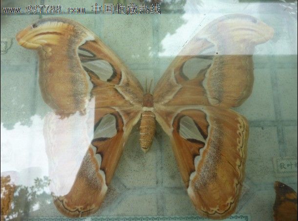 远古时代的蝴蝶图片