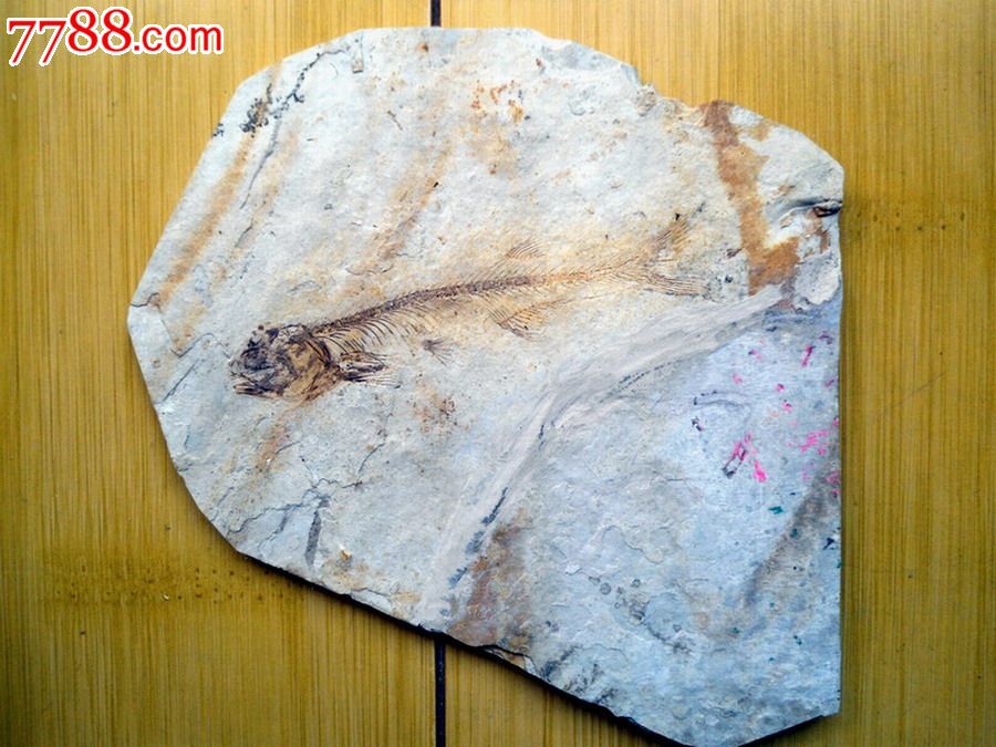 辽西鱼化石
