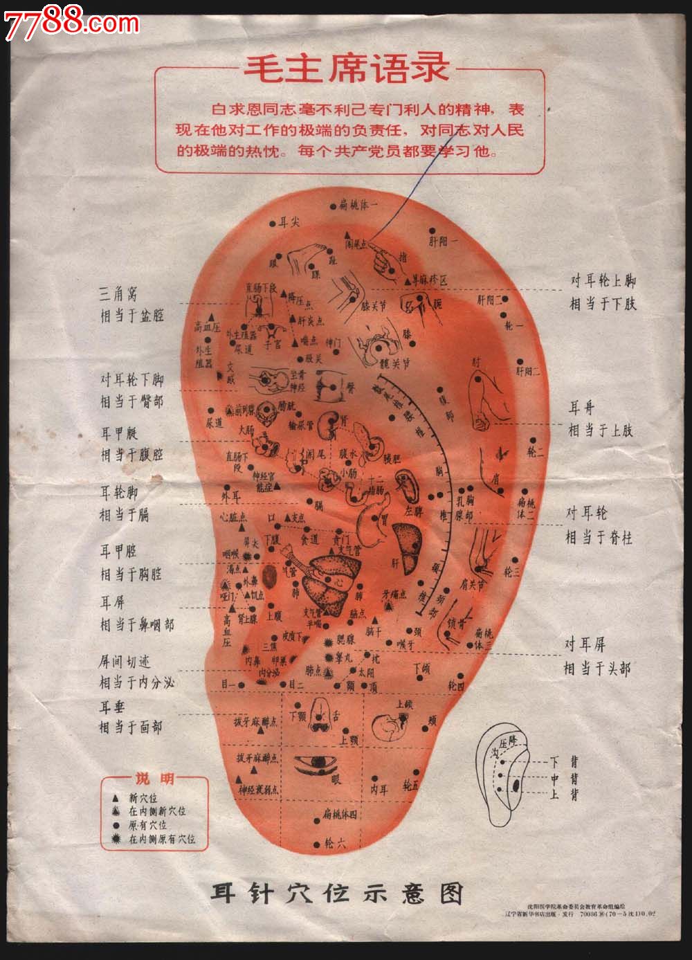 語錄的.耳針穴位示意圖.26*19cm.