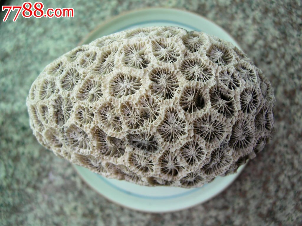漂亮的珊瑚石摆件