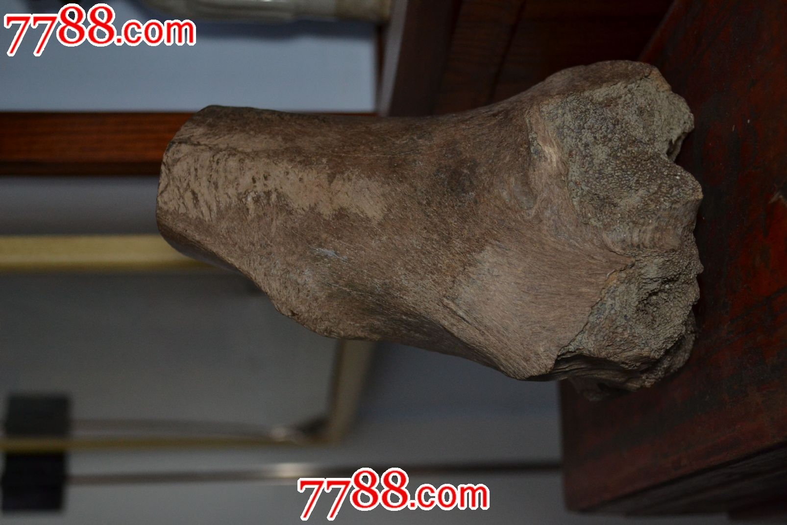 牛腿骨化石图片