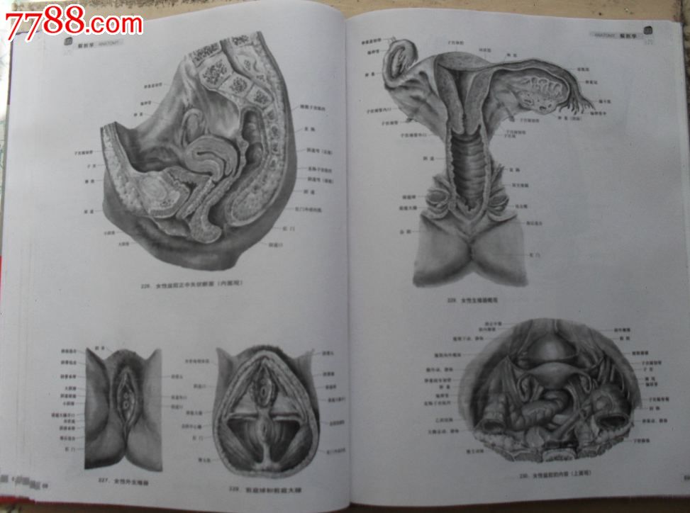 16開精裝全圖銅版紙184頁《解剖學與組織胚胎學圖譜》霍琨.等