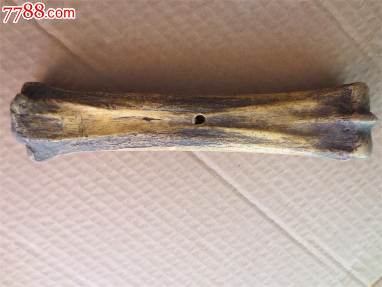 老骨棒【鹿骨】