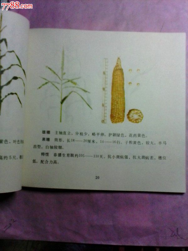 1979年【玉米自交系图谱】河北省革命委员会农业局