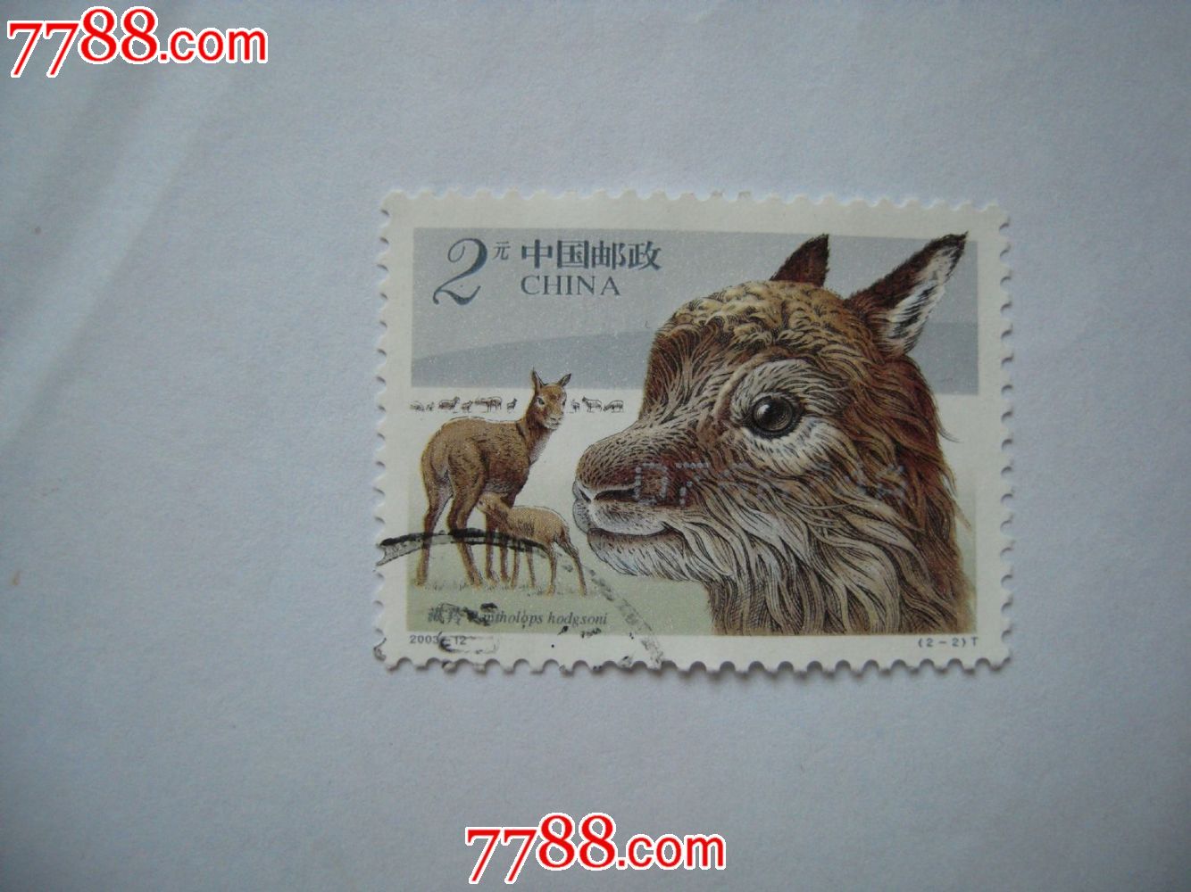 2003-12--藏羚羊(2-2)----x2_"t"字邮票_邮票学校【7788收藏__收藏