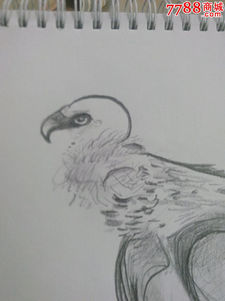 秃鹰-价格:15元-se24255607-素描/速写-零售-7788收藏