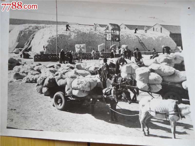 六十年代生产队棉花丰收入库的照片