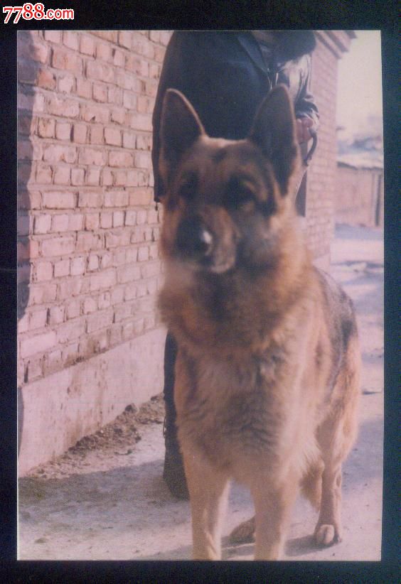 很凶的狼狗_老照片_影像会馆【中国收藏热线】