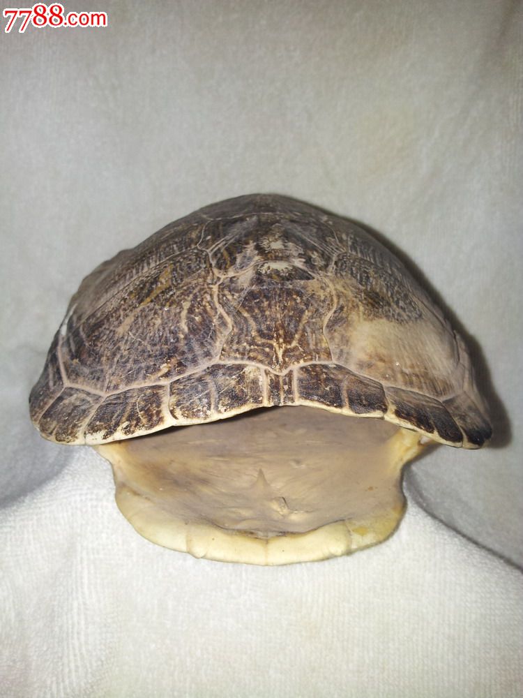 大型乌龟骨壳