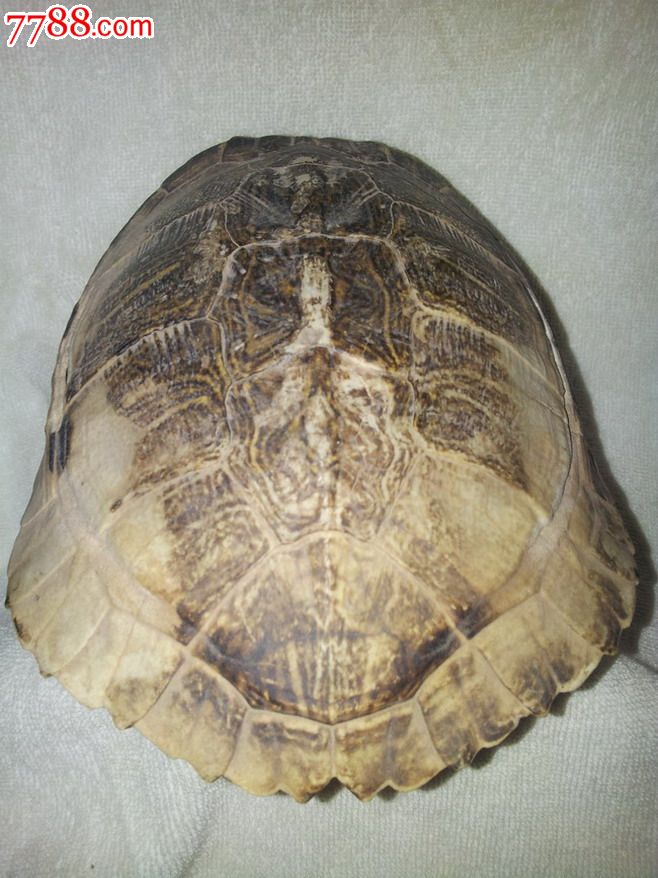 大型乌龟骨壳